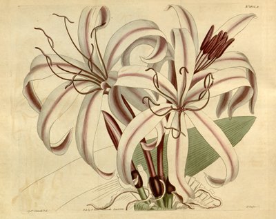 Crinum amabile - Ker Gawler